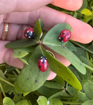 Ladybug pins🐞. Set of 2. ✨Free shipping!