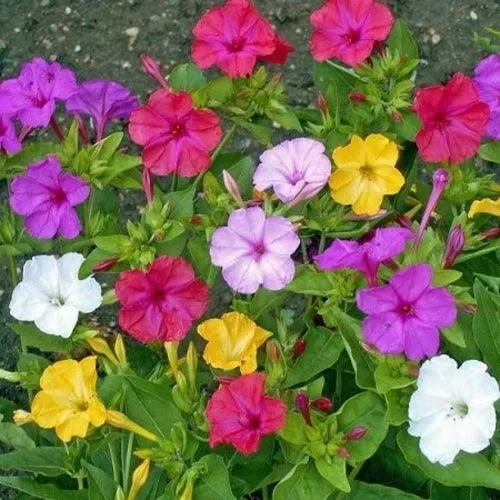 Marvel of Peru Four O Clock Seeds