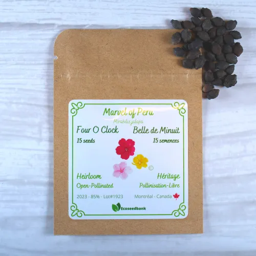 Marvel of Peru Four O Clock Seeds
