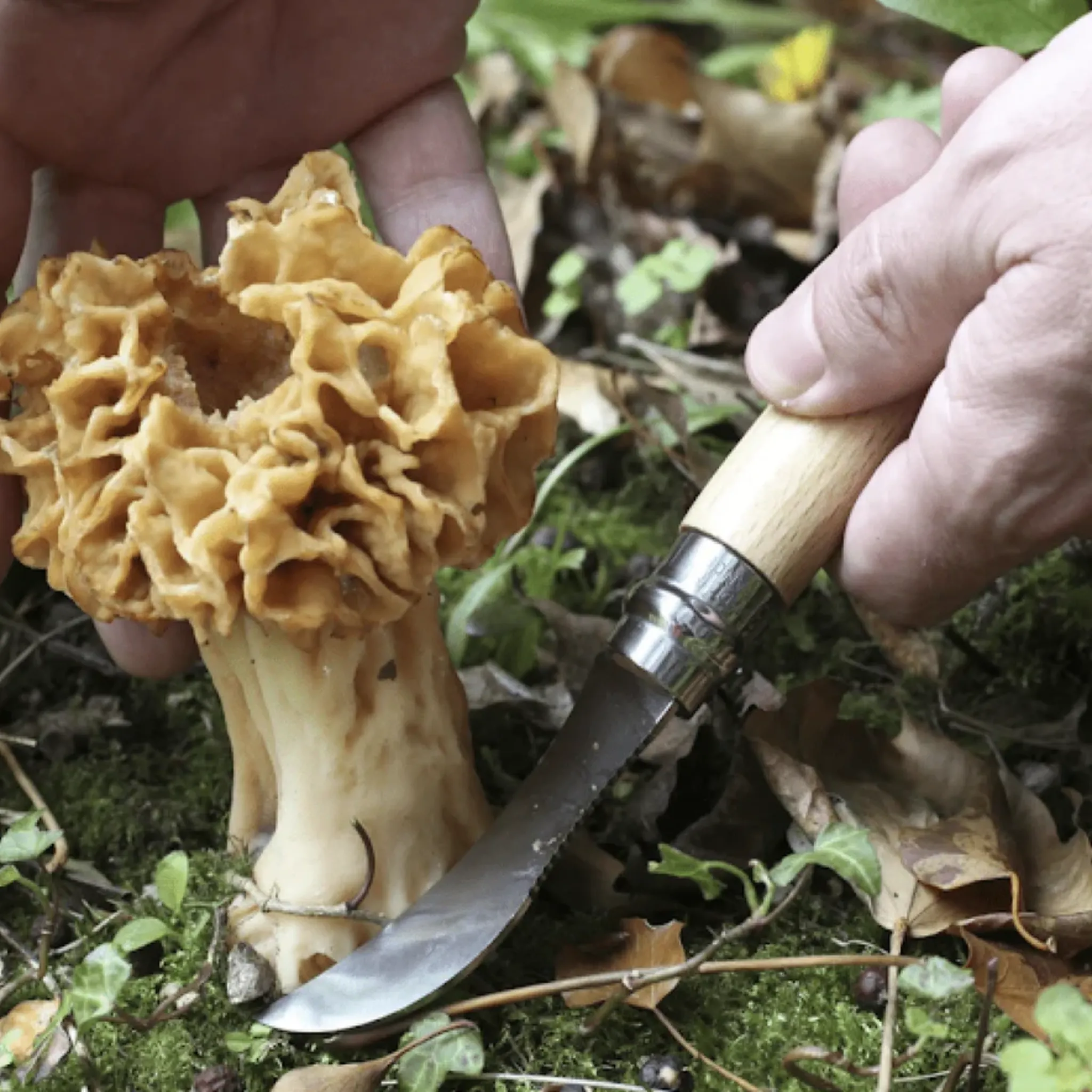 Mushroom Foraging and Harvesting Knife