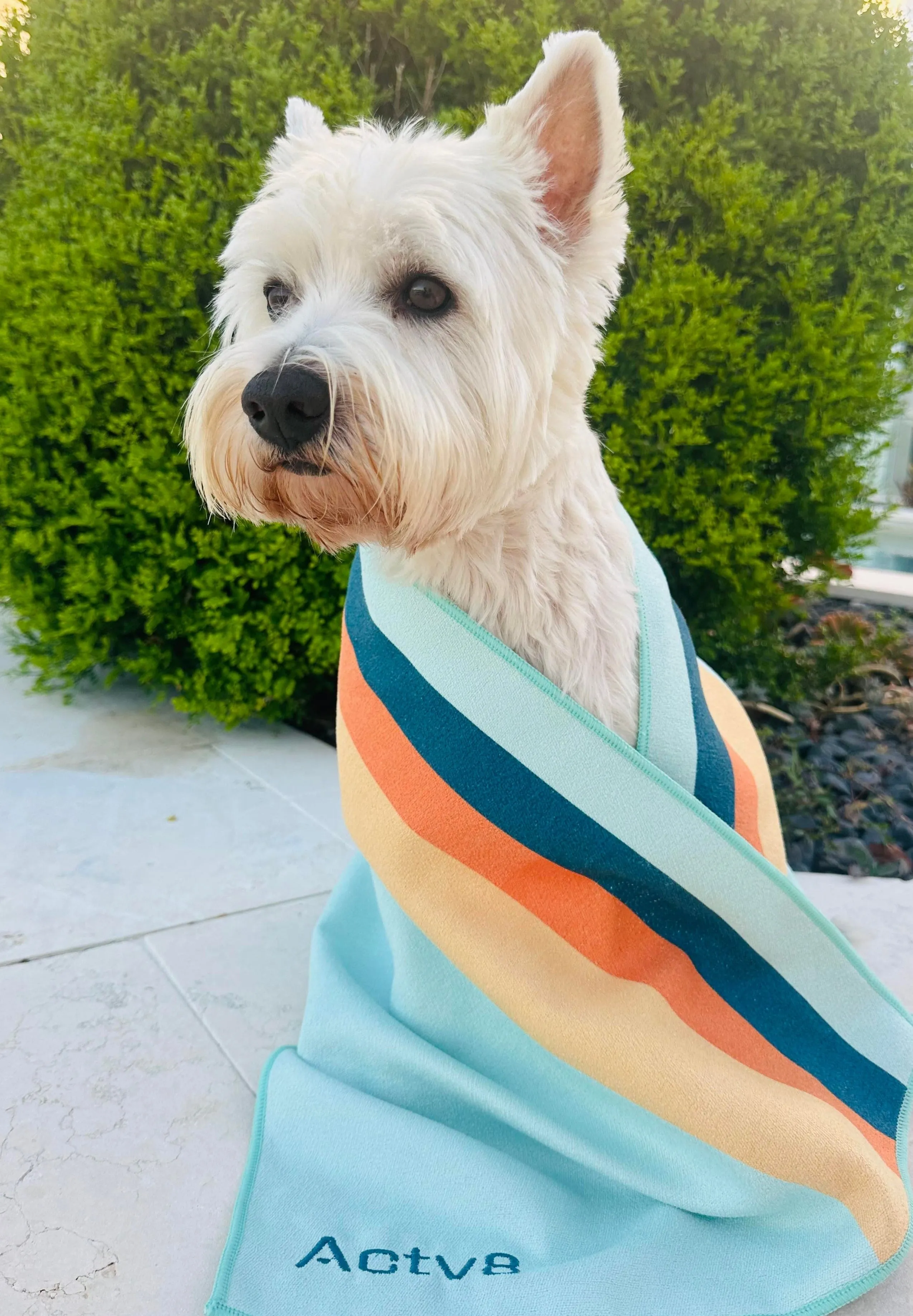 The Dog MINI HIPSTER