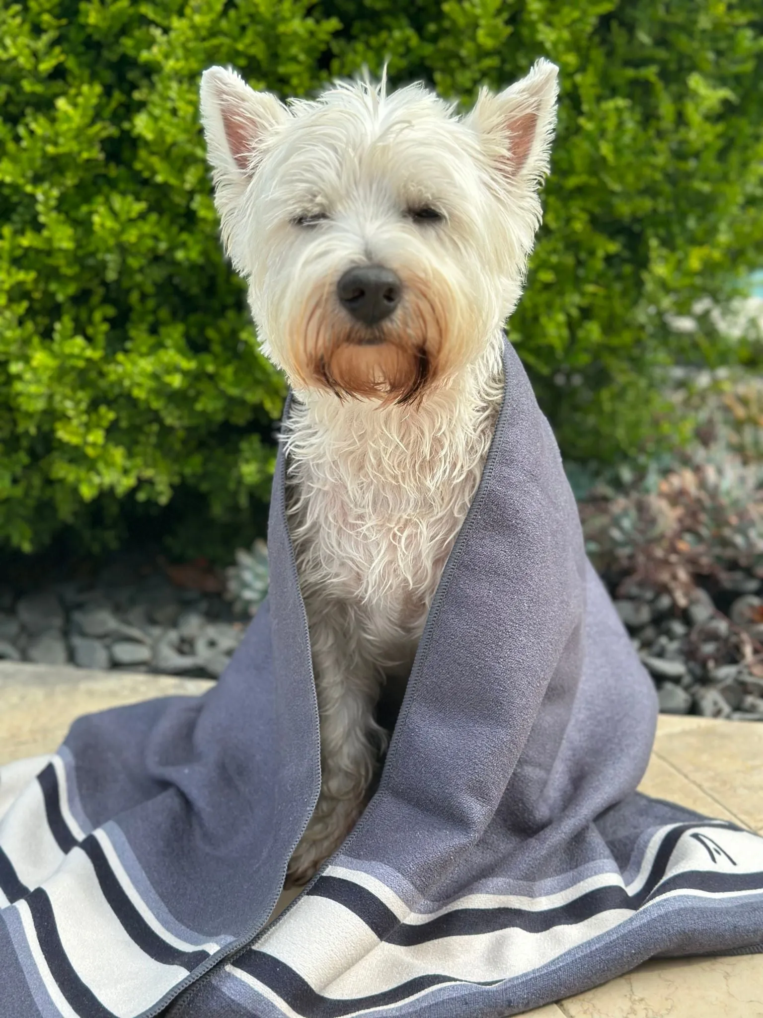 The MINI Dog Towel ALLOY