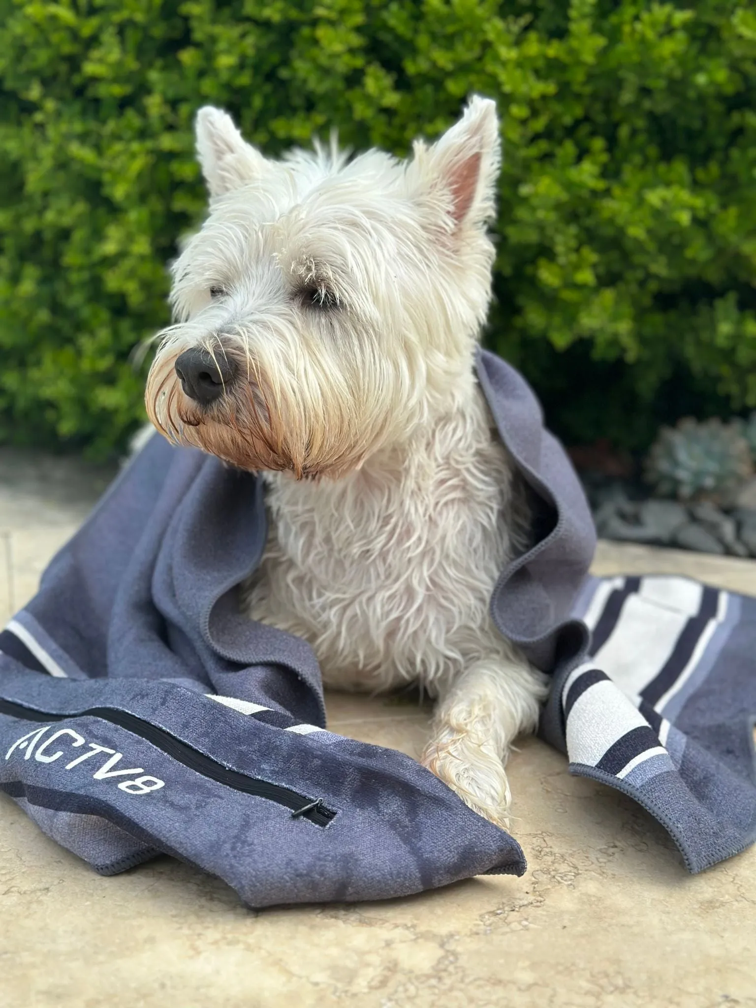 The MINI Dog Towel ALLOY