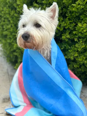 The MINI Dog Towel Euro