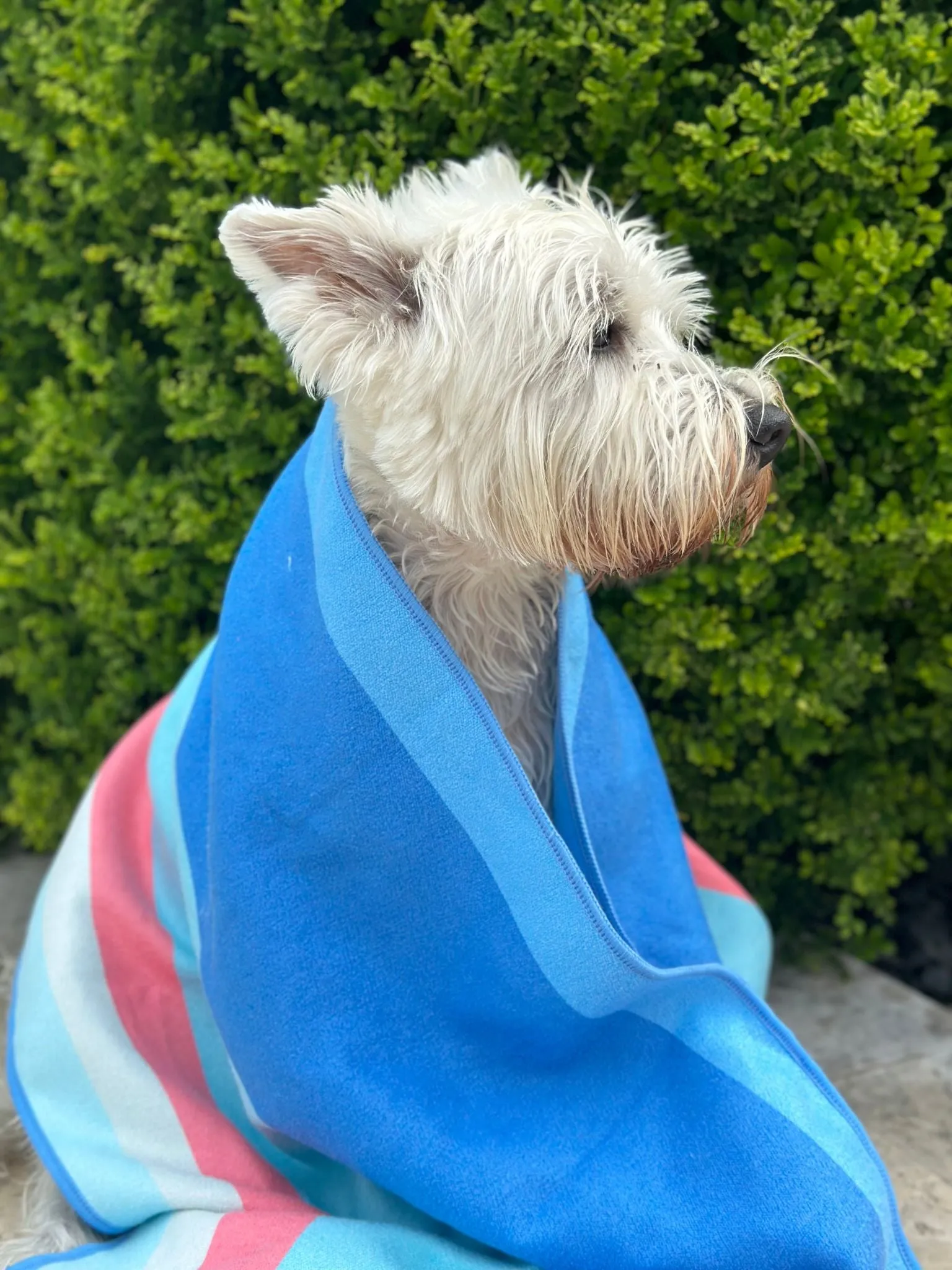 The MINI Dog Towel Euro