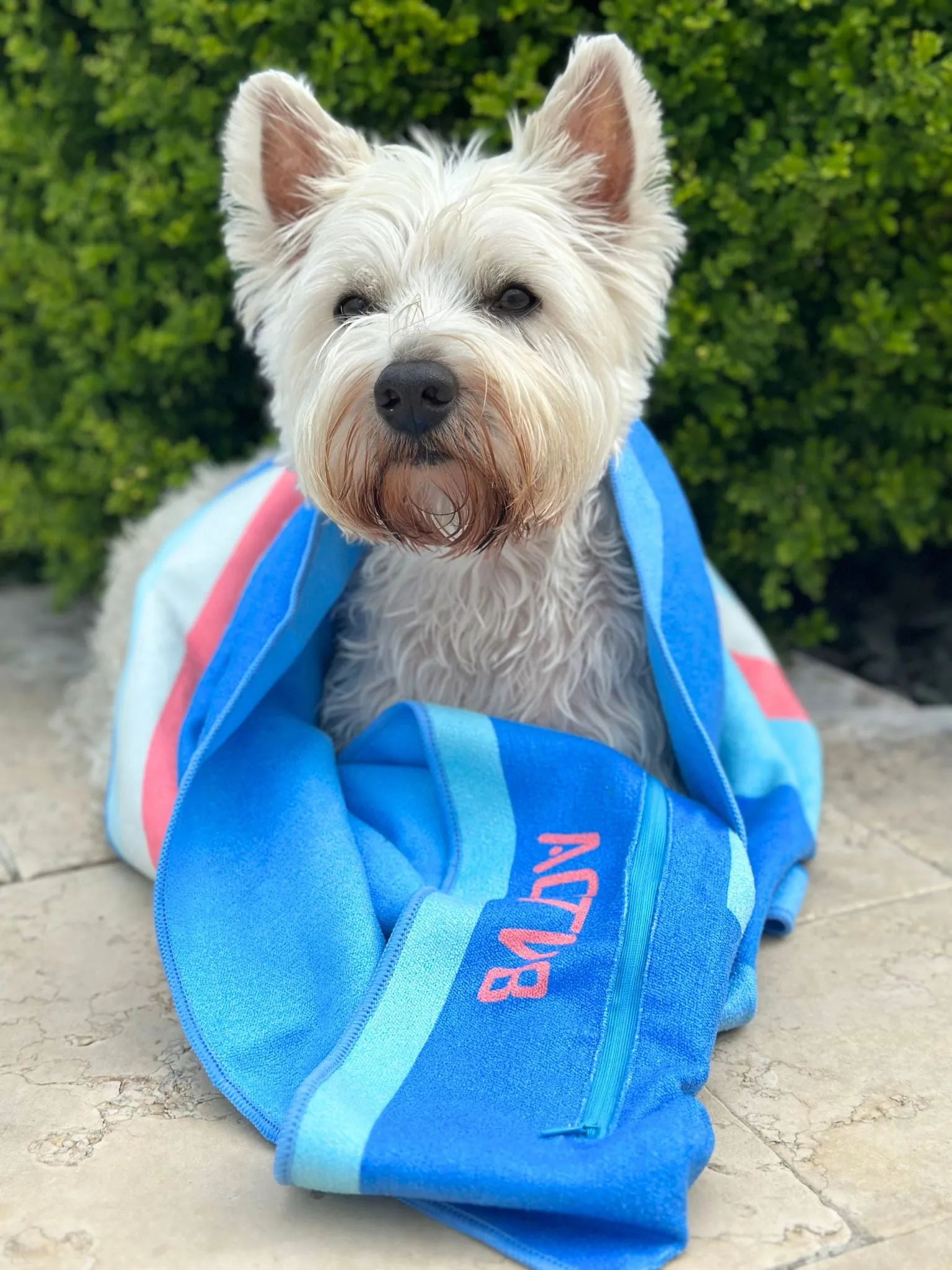 The MINI Dog Towel Euro