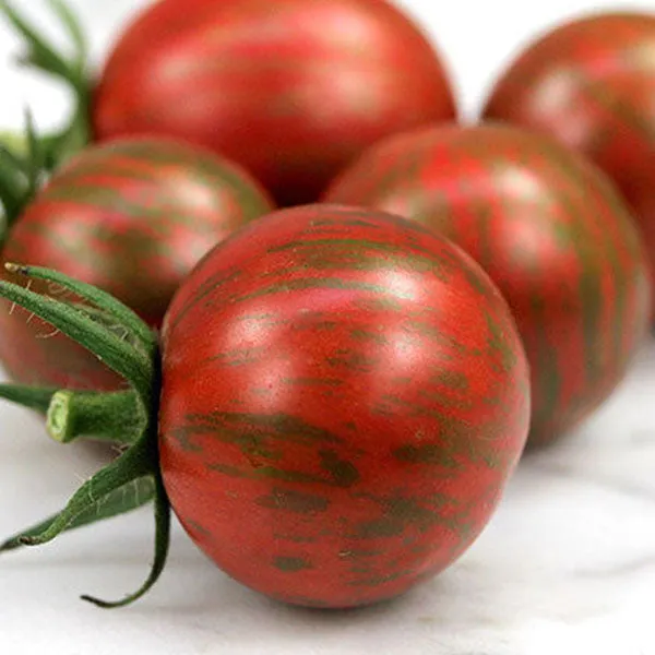 Tomato Artisan Bumble Bee Mix Seeds