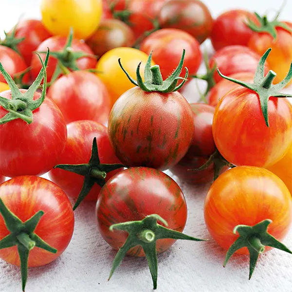 Tomato Artisan Bumble Bee Mix Seeds