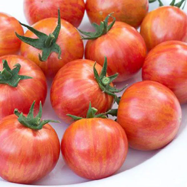Tomato Artisan Bumble Bee Mix Seeds