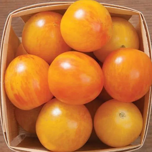 Tomato Artisan Bumble Bee Mix Seeds