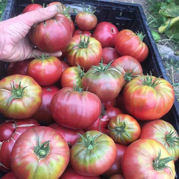 Tomato Cherokee Purple Seeds