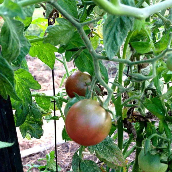 Tomato Cherokee Purple Seeds