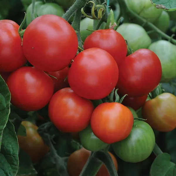 Tomato Outdoor Girl AGM Seeds