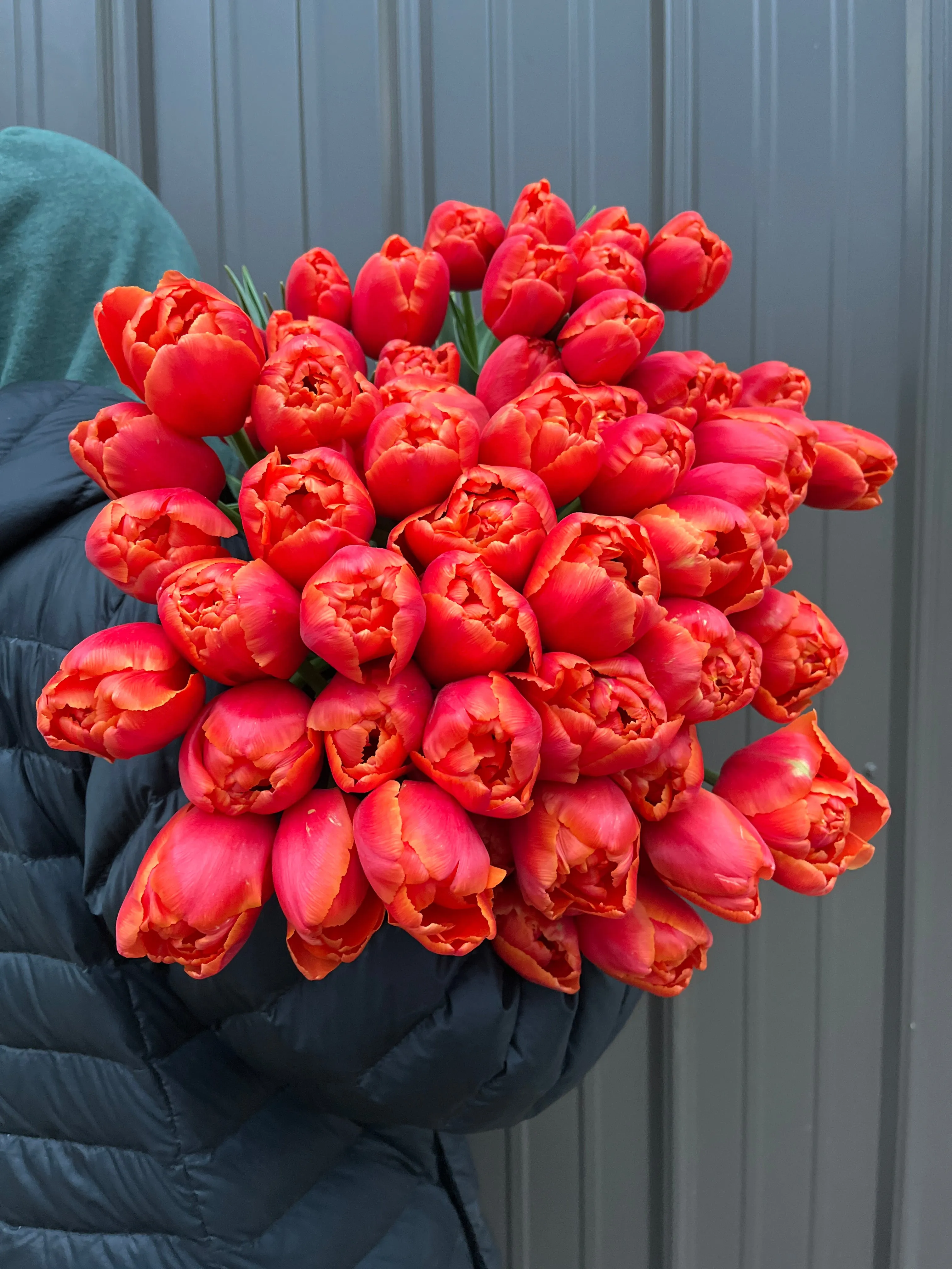 Tulip-Icoon